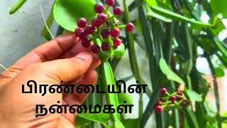 பிரண்டை சாப்பிட்டால் ஏற்படும் நன்மைகள்pirandai benefits pirandai benefits Tamil [upl. by Inahet337]