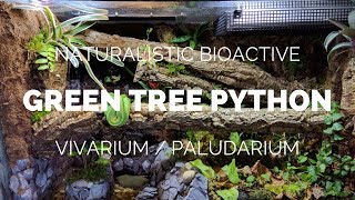 Building a Naturalistic Bioactive Green Tree Python Vivarium  Paludarium [upl. by Asante]