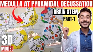 Brain stem anatomy 3d  medulla oblongata at pyramidal decussation  medulla oblongata anatomy [upl. by Yedrahs]