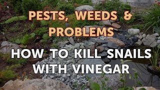 How to Kill Snails With Vinegar [upl. by Nauqat]