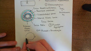 Antithrombin 3 and Heparin Part 2 [upl. by Pyszka]