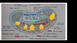 ANATOMIA DE MANO  PARTE 1 [upl. by Adnyleb676]