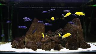 Pseudotropheus demasoni and Labidochromis caeruleus  African Cichlids  Malawi  Breeding Aquarium [upl. by Vinaya495]