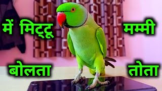 Talking parrot  mummy mitthu  mithu mitthu  bolne wala tota ⁠ ⁠╹⁠▽⁠╹⁠ ⁠ [upl. by Handel]