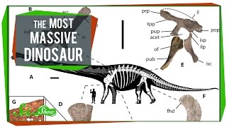 The Most Massive Dinosaur and Are Earthquakes Contagious [upl. by Reldnahc]