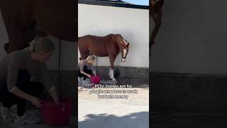 💩🙊💧 equestrian horse horses pony pferde cheval hest trending funny [upl. by Ihsir]