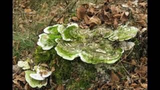 Lumpy BracketTrametes Gibbosa [upl. by Bak]