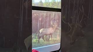 🫎 LARGE BULL ELK seen from shuttle in Rocky Mountain National Park shorts [upl. by Delogu135]