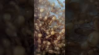 Camponotus fragilis colony ants [upl. by Shaver142]