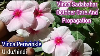 How To Propagation Of Vinca Sadabahar  Vinca Sada bahar October Care Tips Fertilizer Soil hindi [upl. by Iline352]