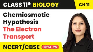 Chemiosmotic Hypothesis  The Electron Transport  Class 11 Biology Chapter 11  CBSE 202425 [upl. by Ahsram]