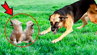 A huge dog tracked down an orphaned wolf cub But what happened next was incredible [upl. by Kimberly176]