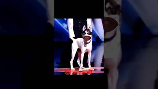 Man transforms into a Dog on AGT Americas got talent 😆 Duo SchumacherAGTamericagottalentmagic [upl. by Ailehc]