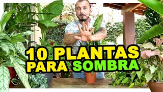 10 PLANTAS PARA SOMBRA [upl. by Reggi334]