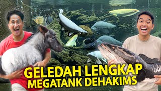 GELEDAH MEGATANK IRFAN HAKIM TERBARU ADA BAYI HEWAN BARU LAHIR DI JOGLO DEHAKIMS [upl. by Enelehcim]