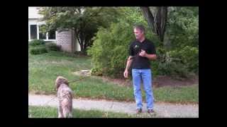 Alpha Dog Obedience Training  Basic Steps to Train Your Dog [upl. by Aida]