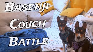 Basenjis Playing On The Couch [upl. by Jamille]