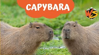 Meet the Capybara Natures Chillest Creature [upl. by Lipp]