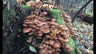 She collects and cooks autumn mushrooms in the forest Part 34ARMILLARIA MELLEA ASMR [upl. by Feetal]