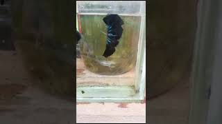 shortsfeed melano black bettafish pair available viral [upl. by Rabah]