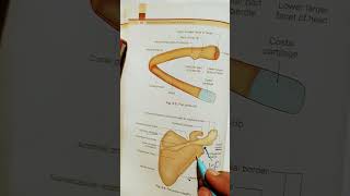 scapula bone side determination anatomy shorts physiotherapydoctor [upl. by Treblig]