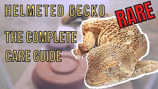 Helmeted Gecko  A Complete Care Guide to Tarentola chazaliae [upl. by Debby221]