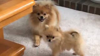 Tiny Pomeranian Puppies Run Barking  The Video That Will Change Your Day [upl. by Conlan72]