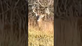 Monster whitetail buck out in the open Distractor Factor HIGH 😳 huntingshorts [upl. by Willett]