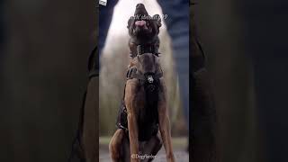 Belgian Malinois Smart Loyal and Fearless [upl. by Eyaj]