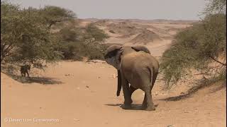 Elephant herd discovers lions on the bank of the Hoanib River and chase them away [upl. by Neille]