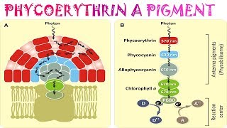 Phycoerythrin a pigment [upl. by Wycoff]