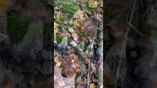 🍄‍🟫🌲🍄‍🟫👍mushrooms pilze boletus fungi porcini grzyby gribi грибочки грибы білі shorts [upl. by Shelagh]