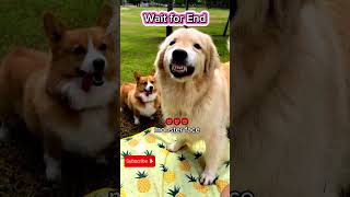 Different face of My Golden Retriever  Breed Dog  Brown Dog youtubeshorts reels shorts foryou [upl. by Aenil542]