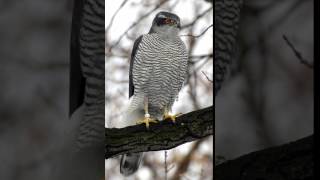 Habicht Ruf Accipiter gentilis [upl. by Latrena]