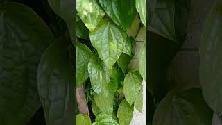 Tamalapaku plant sirilu penche plantsentimentalGod hanumanjiyoutubeshort [upl. by Adnolay]