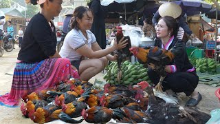 2 year living in forest  The most beautiful flock of wild chickens in market sold out in 5 minutes [upl. by Gardy754]