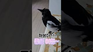 까봉아 좋은 아침 Hi there Magpie Good morning shorts [upl. by Riddle]