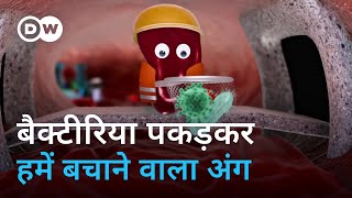 हमें बीमारियों से बचाने वाले स्प्लीन को आप कितना जानते हैं What does the spleen do [upl. by Malachy645]