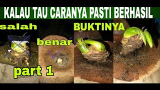 CARA MEMBUAT BONSAI KELAPA ORIGINAL DENGAN MUDAH ⁉️ How To Make Original Coconut Bonsai With Easy [upl. by Belle252]