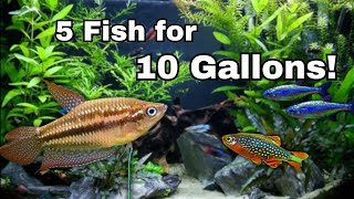 5 AMAZING Fish to keep in 10 Gallons [upl. by Nuarb616]