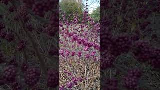 American beautyberry Callicarpa americana  looks interesting and beautiful 🥰 [upl. by Zamora]