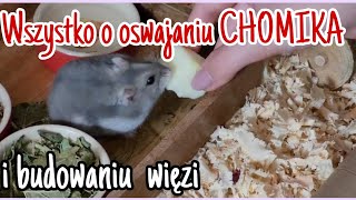 Oswajanie chomika i budowanie z nim więzi [upl. by Iago]