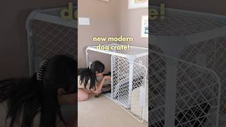 My new puppy gets a cozy dog crate the Diggs Evolv Crate newpuppy doglover dogcrate [upl. by Adela]