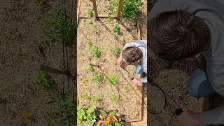 Growing tomatoes using the Florida Weave 🍅 [upl. by Kosse839]