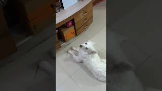 Oreo TV Dekh Raha Hai 😲😲 sourav Joshi vlogs souravjoshivlogs piyushjoshi oreo dog funny bts [upl. by Deeraf]