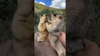 Hyrax fighting day 13 AWAW  cute funnyimages music [upl. by Knapp]