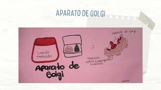 Video explicativo de los órganelos de la célula  Nathalia laguado [upl. by Sisxela138]