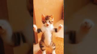 🐱🐱Feline Acrobatics Watch Them Flip CatVibes CatAdventures CatObsessed cats shorts foryou [upl. by Epps]