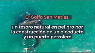 El Golfo San Matías un tesoro natural en peligro por la construcción de un oleoducto [upl. by Reginald23]