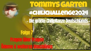 chilichallenge2024  Folge 7  Fragen über Fragen  Ödeme amp weiteres Unschönes [upl. by Harlin355]